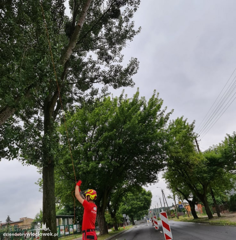 Tak dbają o drzewa w mieście