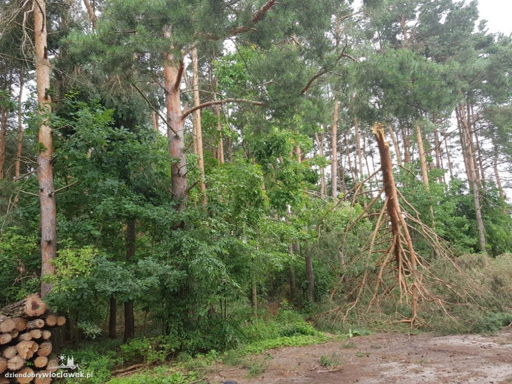 Leśnicy wciąż usuwają skutki burzy