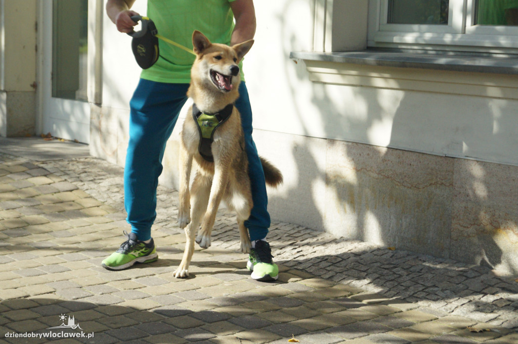 Przemarsz adopciaków przez Śródmieście