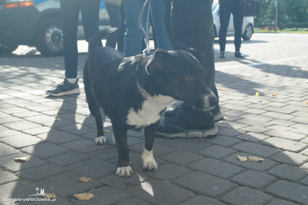 Przemarsz adopciaków przez Śródmieście