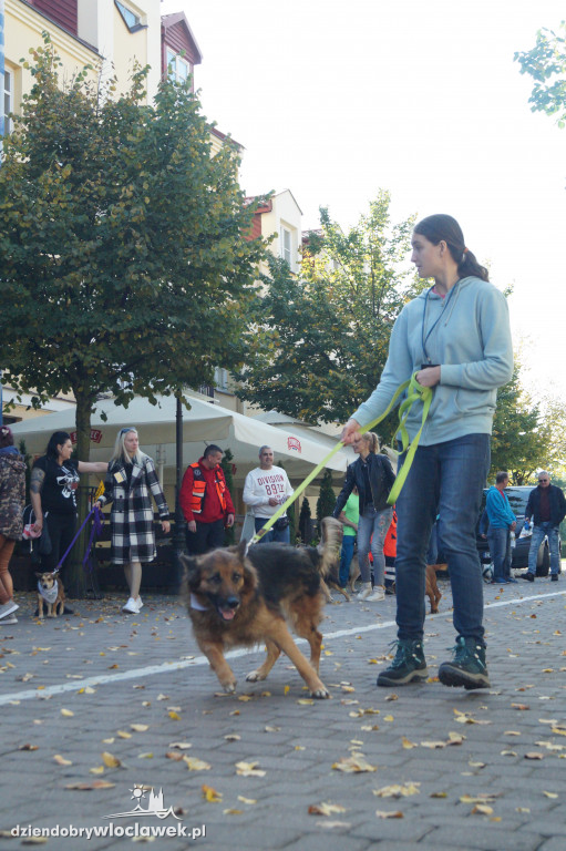 Przemarsz adopciaków przez Śródmieście