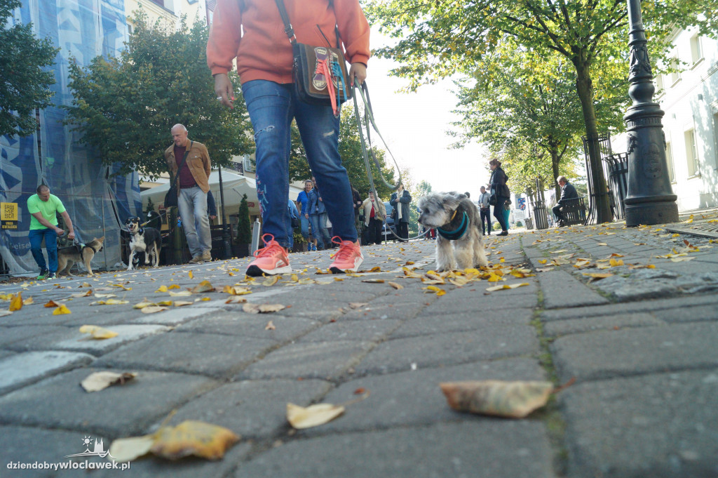 Przemarsz adopciaków przez Śródmieście