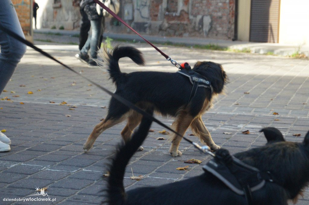 Przemarsz adopciaków przez Śródmieście