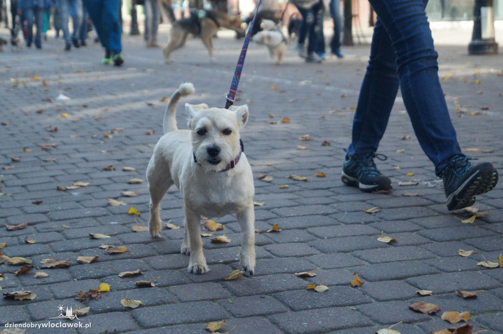 Przemarsz adopciaków przez Śródmieście