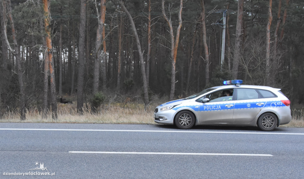 Ranny łoś na drodze pod Włocławkiem