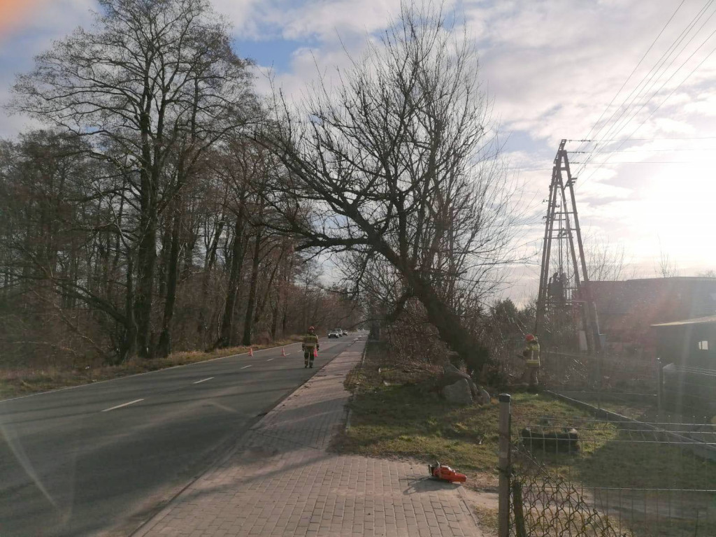 Drzewo zagrażało autom na ul. Płockiej