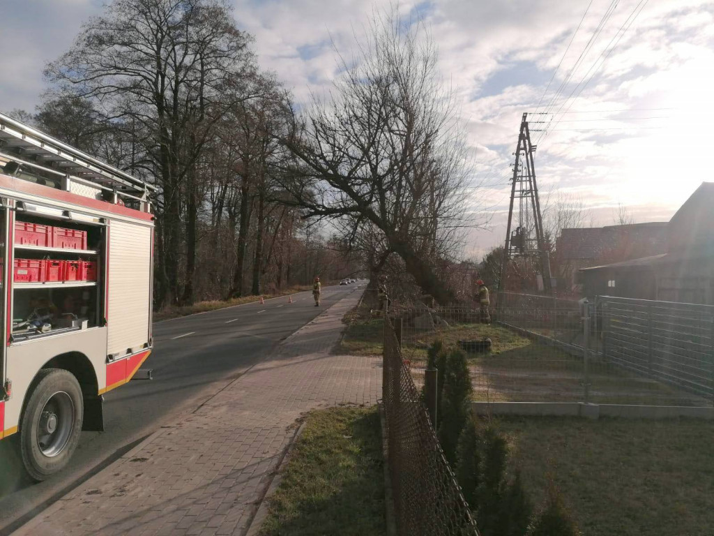 Drzewo zagrażało autom na ul. Płockiej