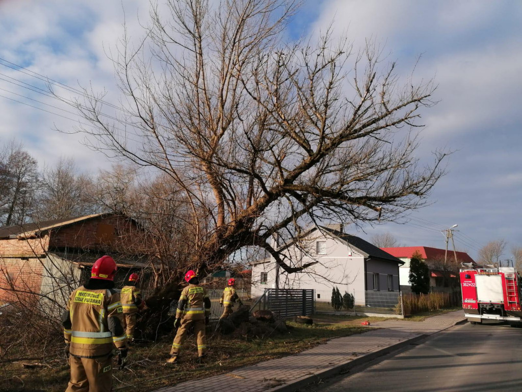 Drzewo zagrażało autom na ul. Płockiej