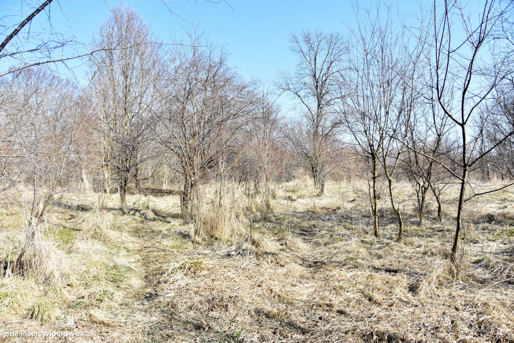Tu powstaną plaża i kino plenerowe