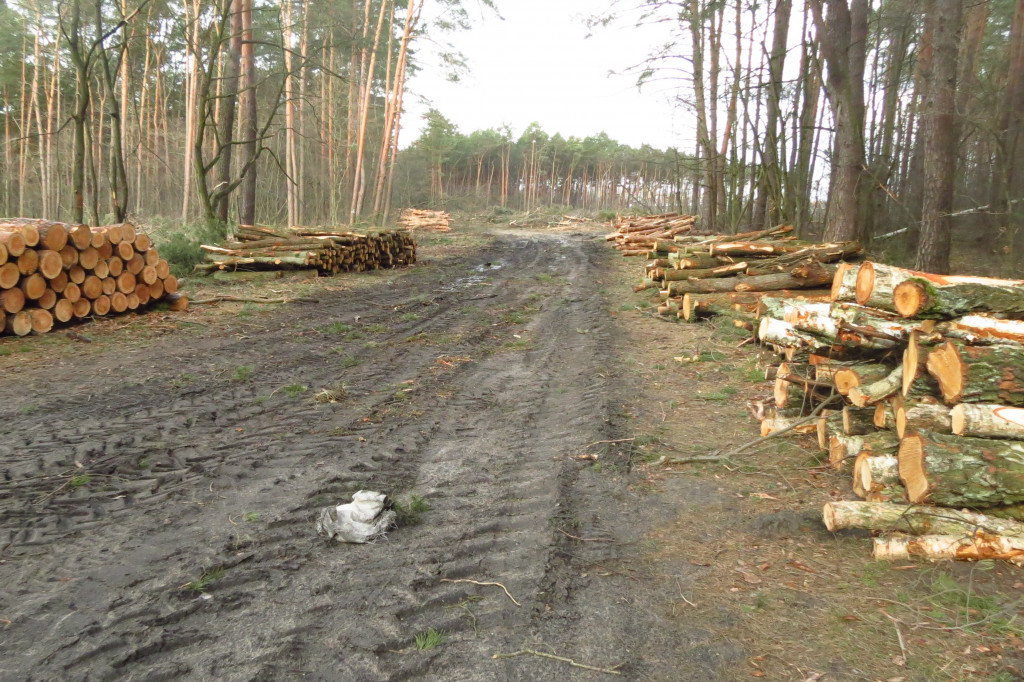 Znikają lasy wokół Włocławka