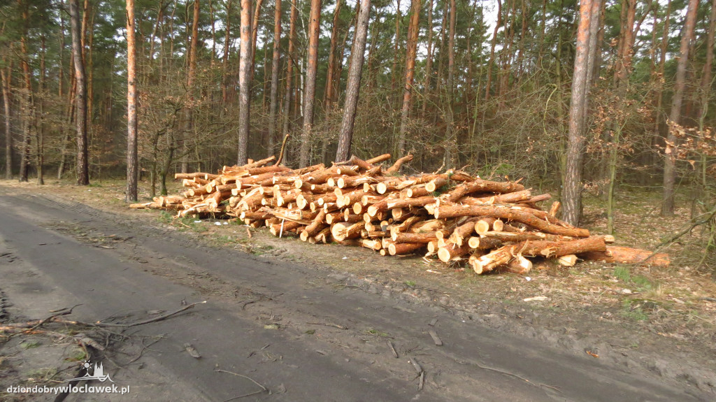 Znikają lasy wokół Włocławka