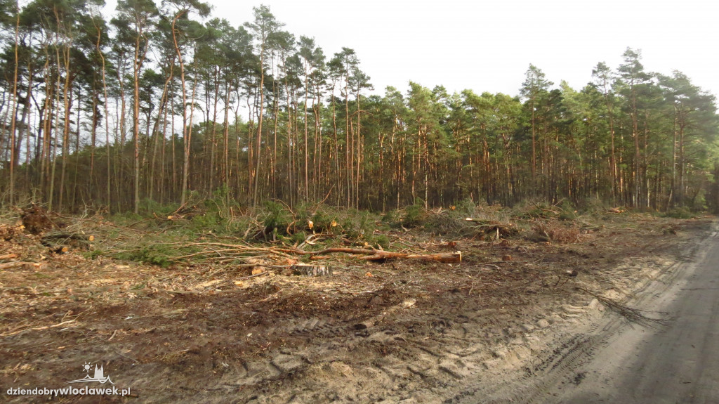Znikają lasy wokół Włocławka