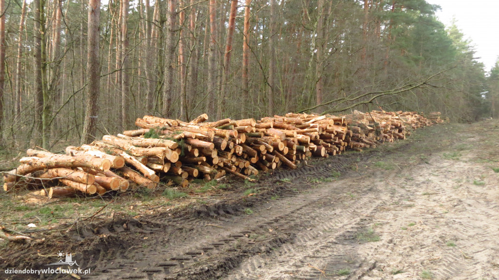 Znikają lasy wokół Włocławka