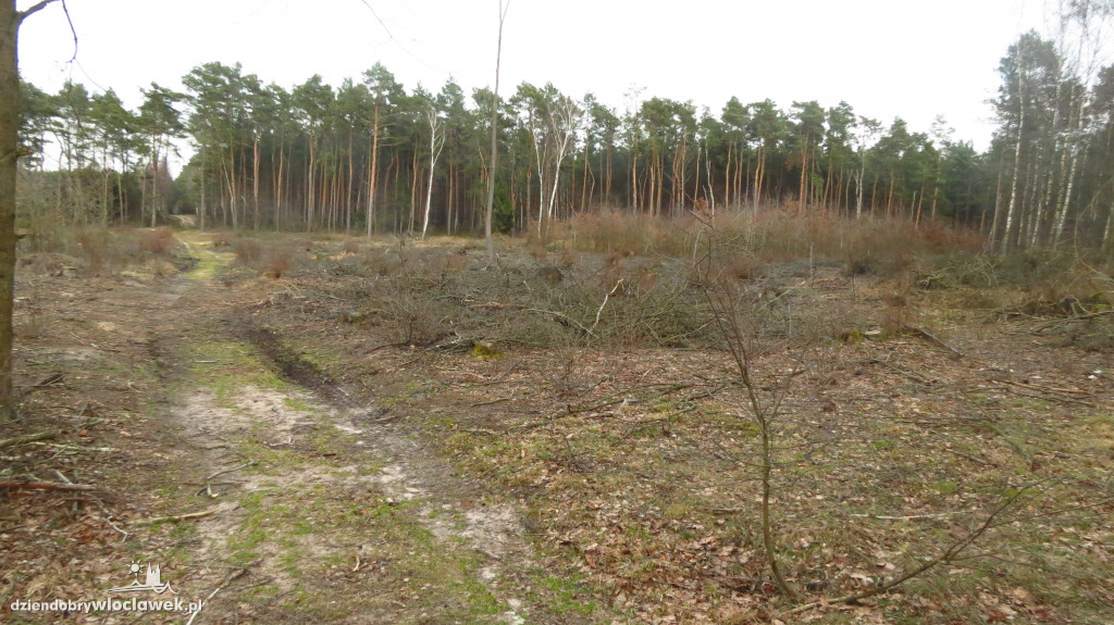 Znikają lasy wokół Włocławka