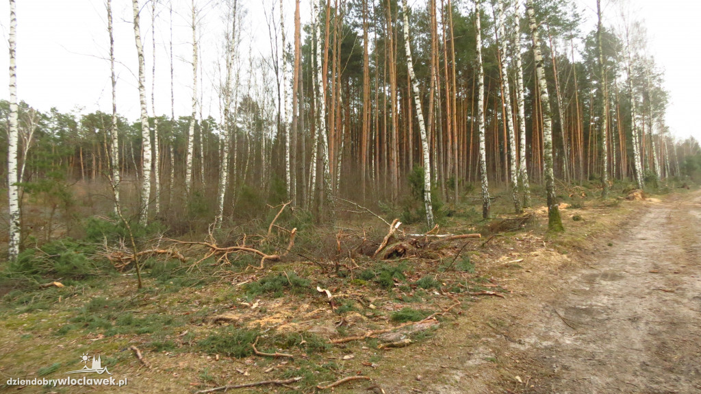 Znikają lasy wokół Włocławka