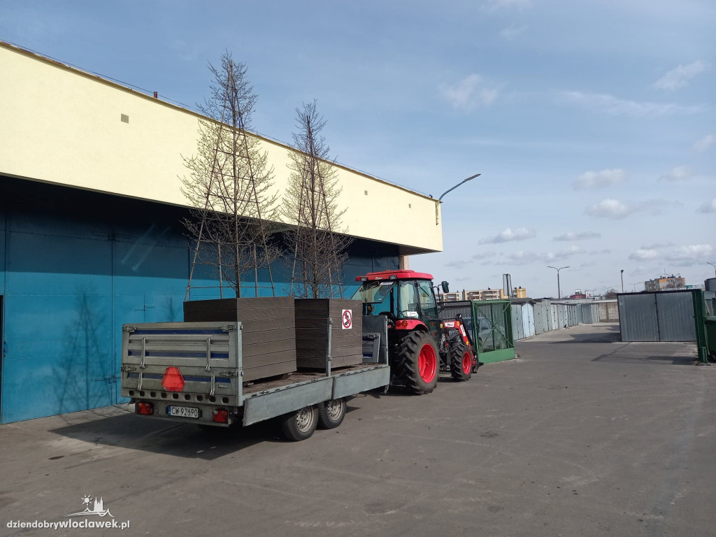 Nowe życie drzew sprzed Wzorcowni