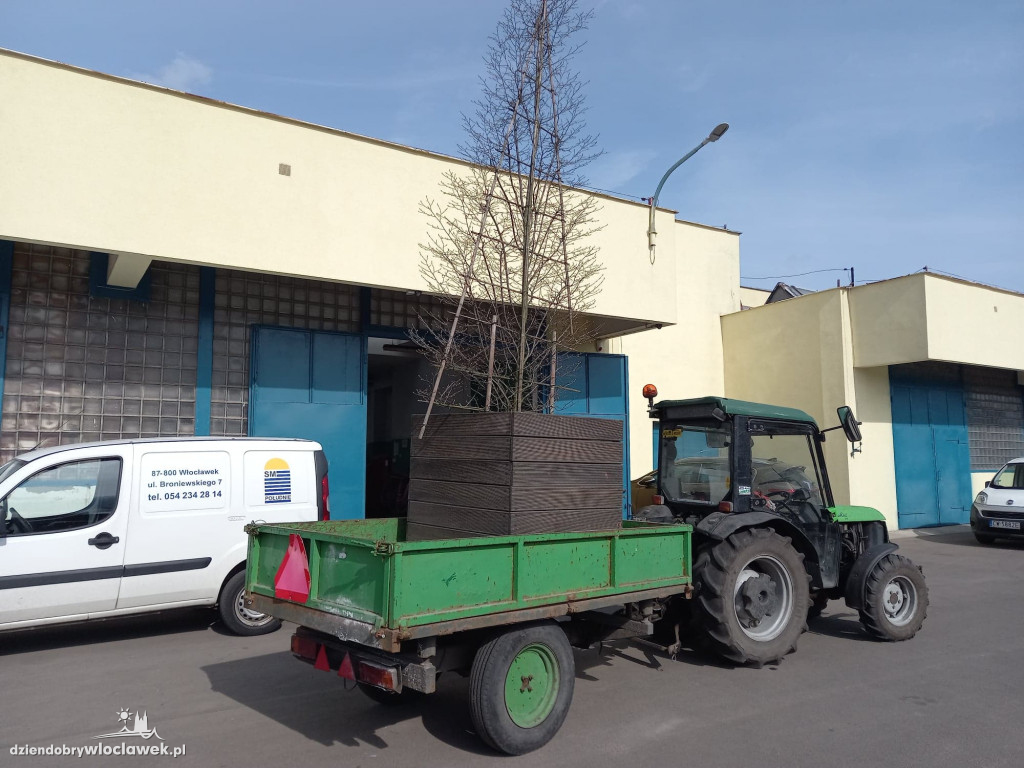 Nowe życie drzew sprzed Wzorcowni