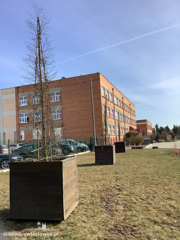 Nowe życie drzew sprzed Wzorcowni