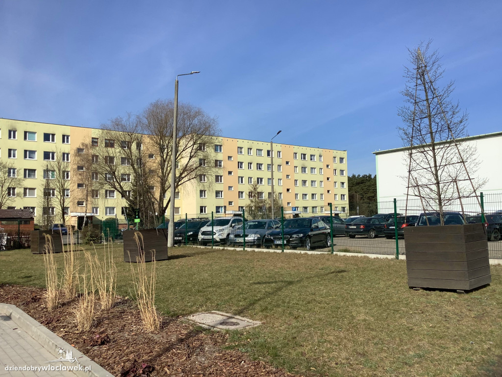 Nowe życie drzew sprzed Wzorcowni