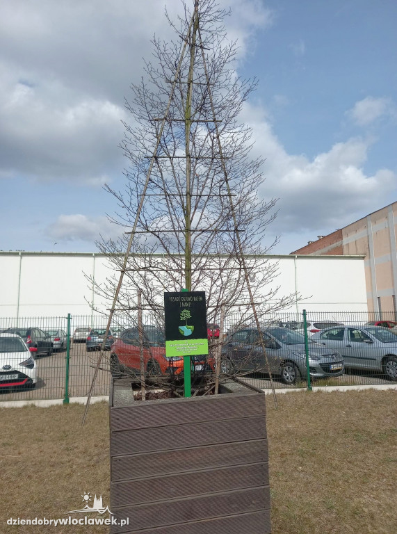 Nowe życie drzew sprzed Wzorcowni