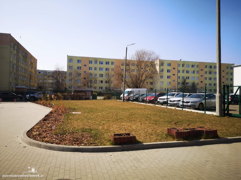Nowe życie drzew sprzed Wzorcowni
