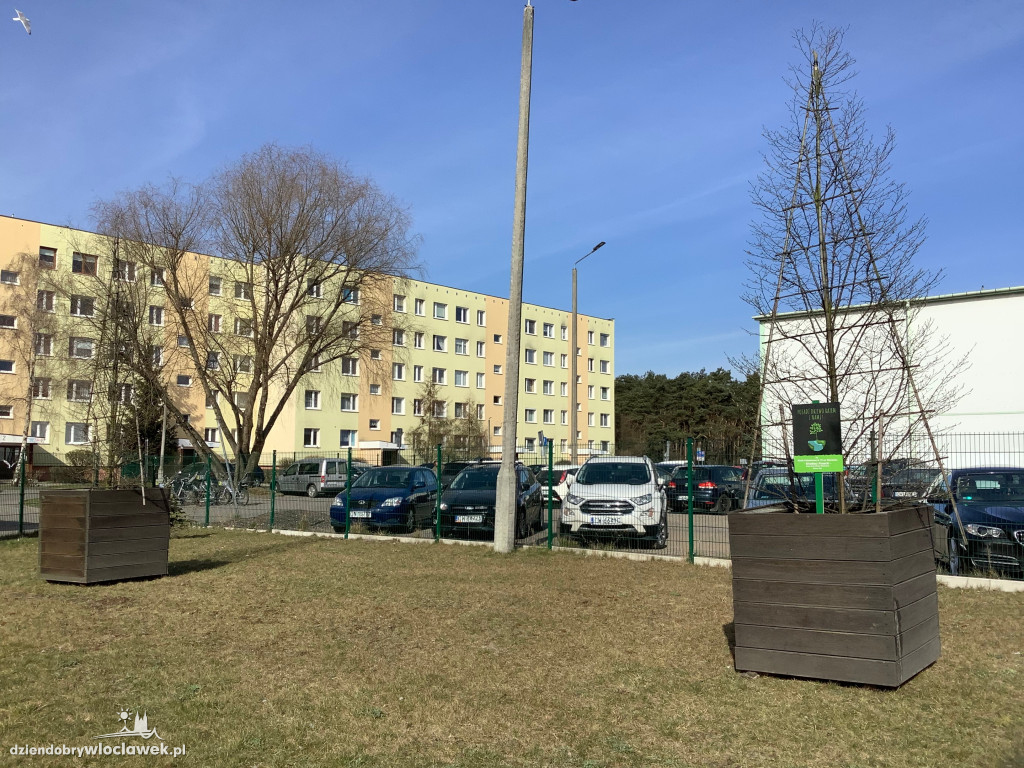 Nowe życie drzew sprzed Wzorcowni