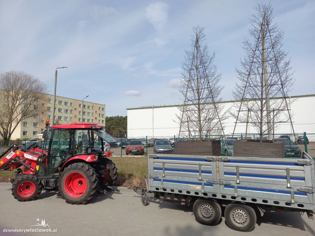 Nowe życie drzew sprzed Wzorcowni