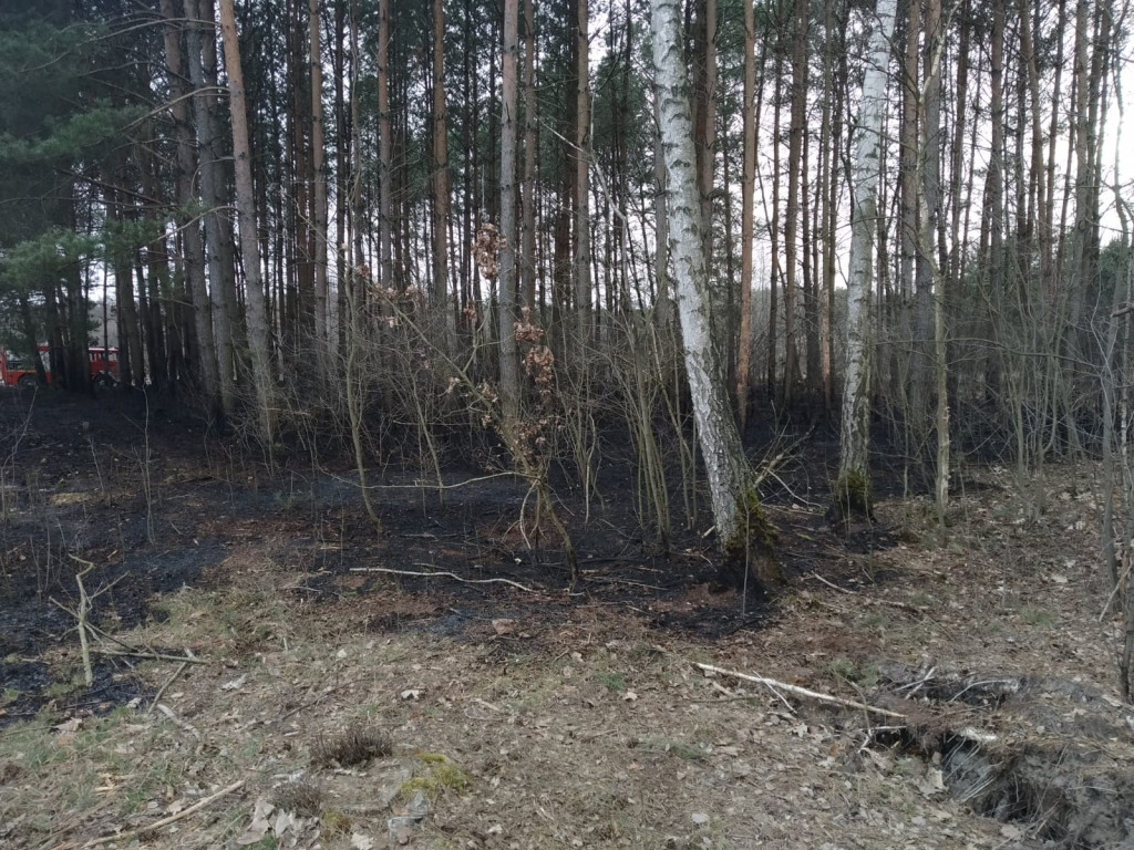 Pożar w lesie pod Włocławkiem