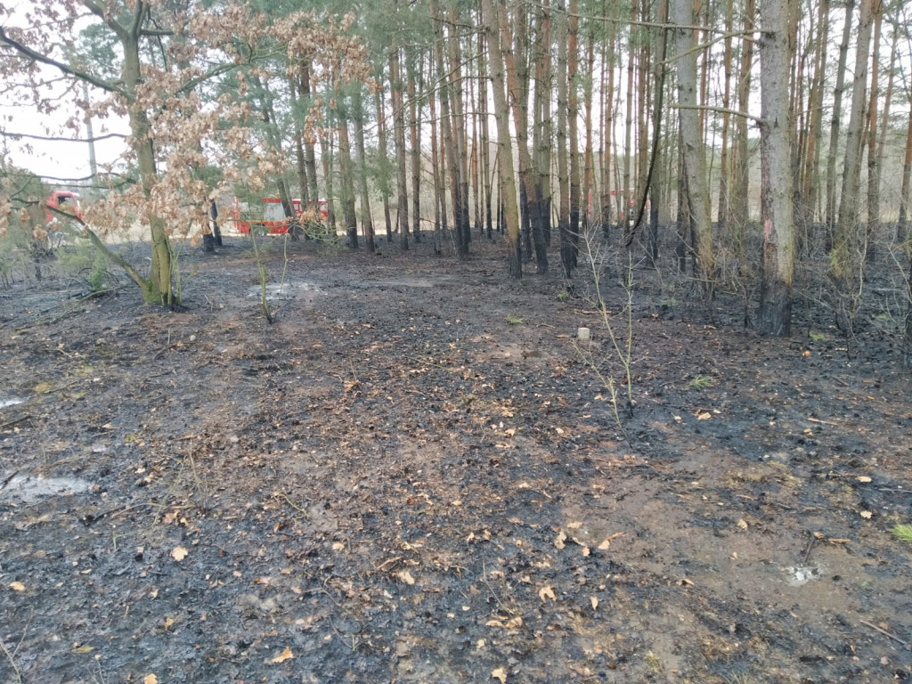 Pożar w lesie pod Włocławkiem