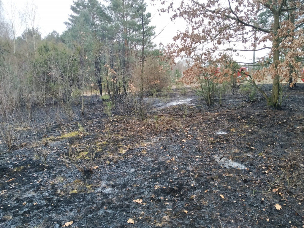 Pożar w lesie pod Włocławkiem