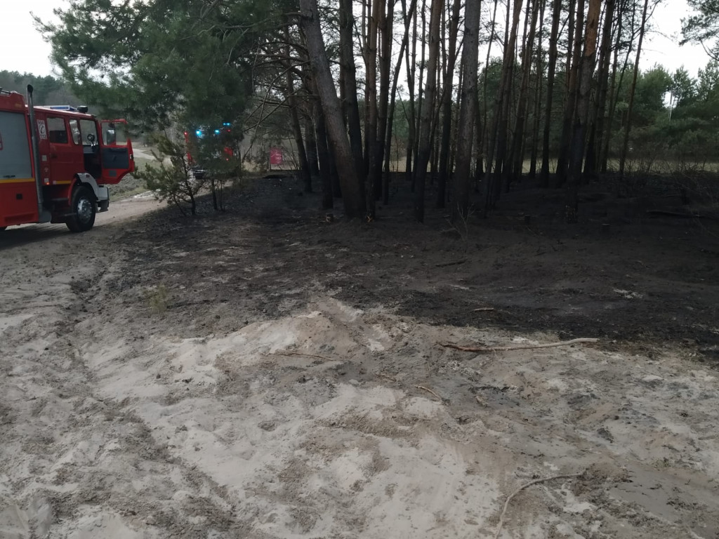 Pożar w lesie pod Włocławkiem