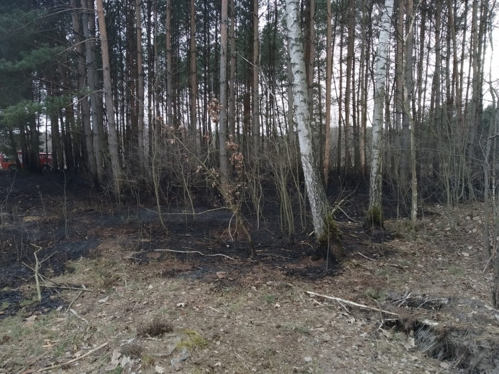 Pożar w lesie pod Włocławkiem