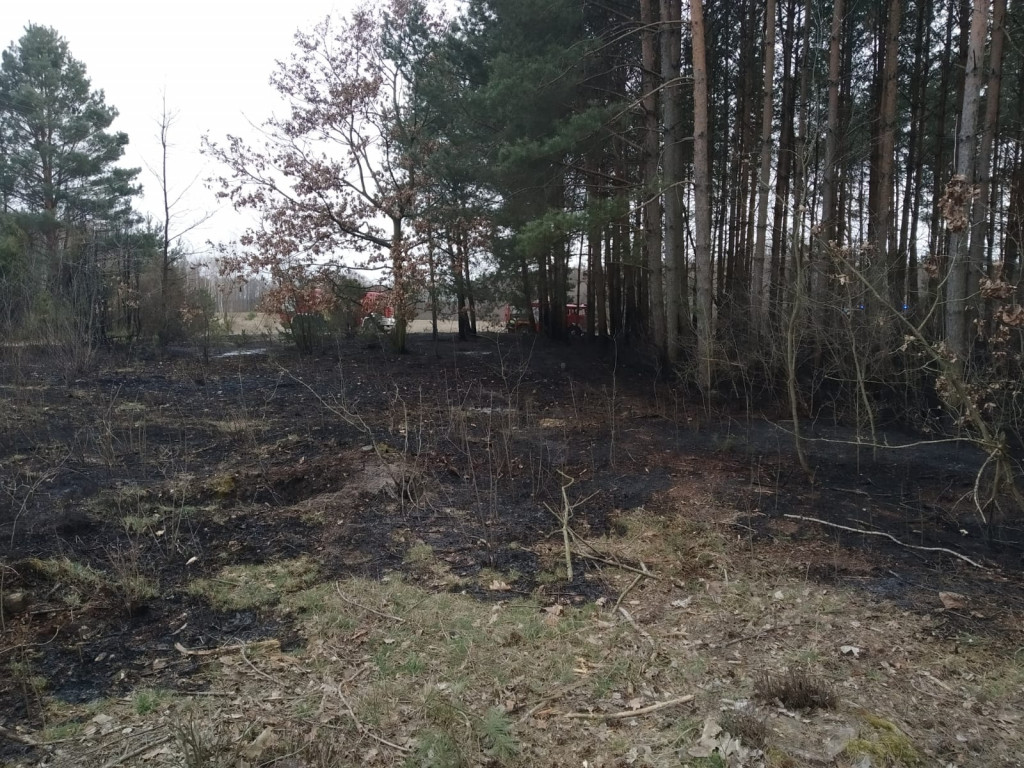 Pożar w lesie pod Włocławkiem