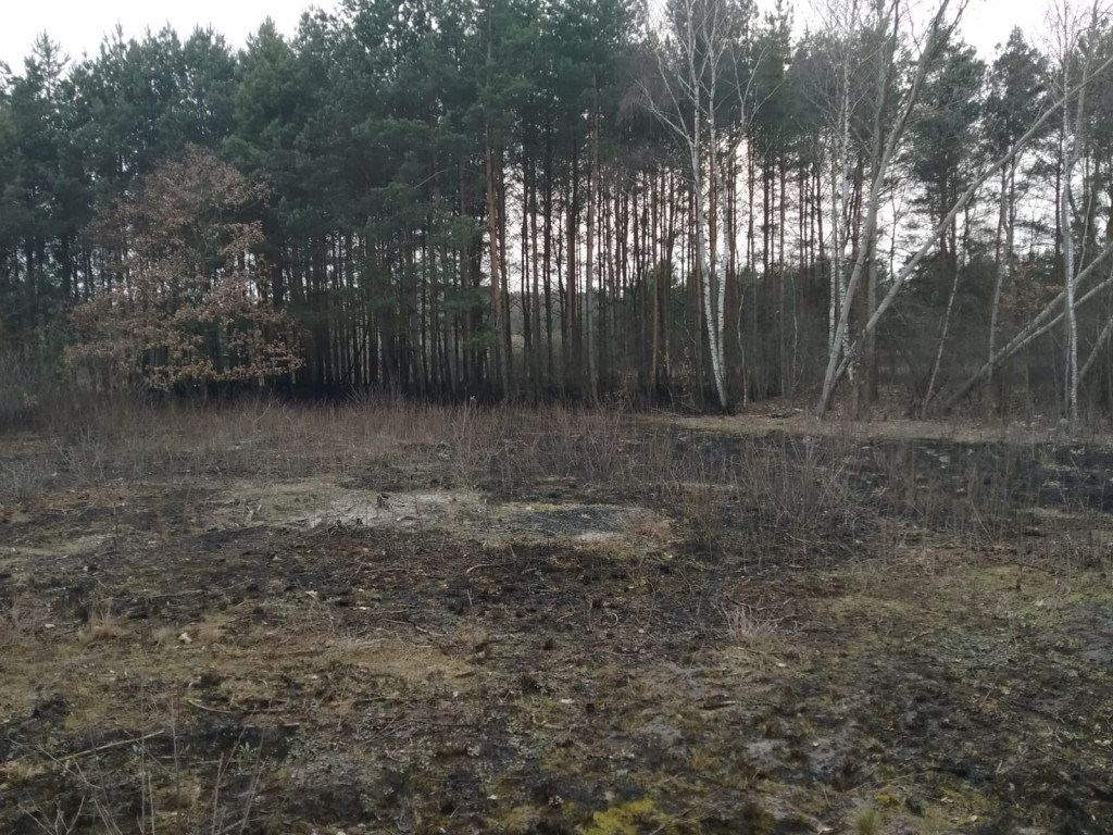 Pożar w lesie pod Włocławkiem