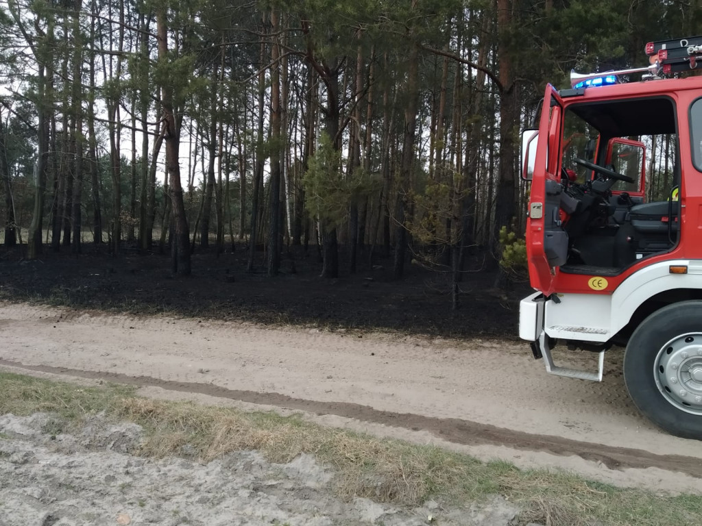 Pożar w lesie pod Włocławkiem