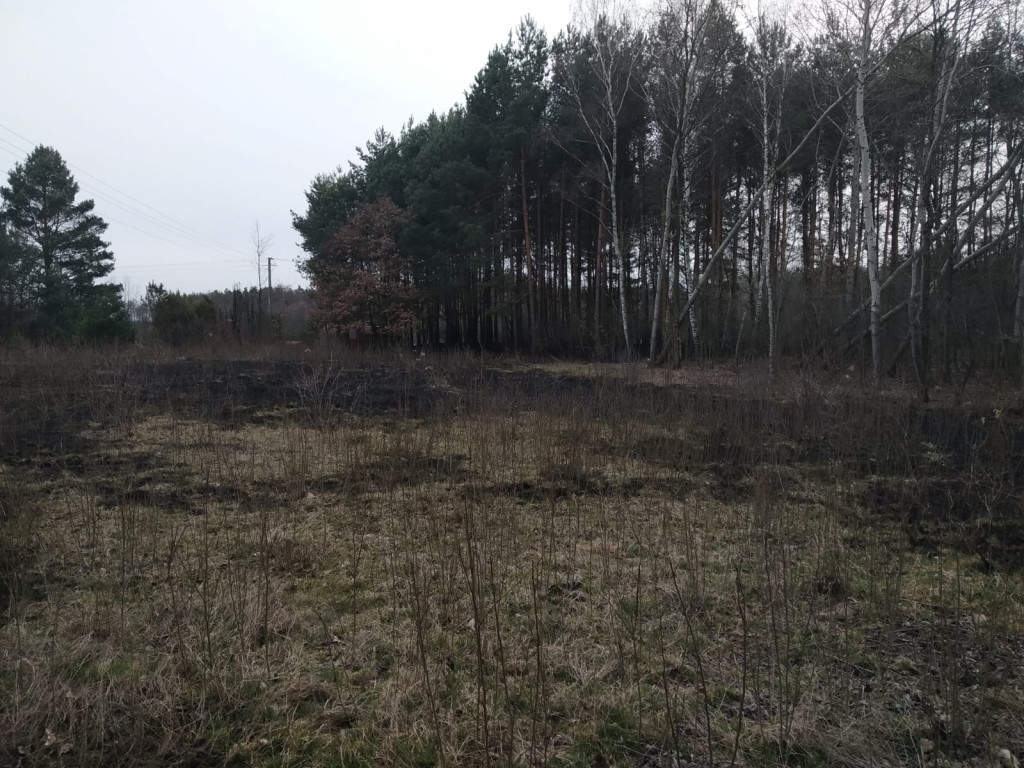 Pożar w lesie pod Włocławkiem