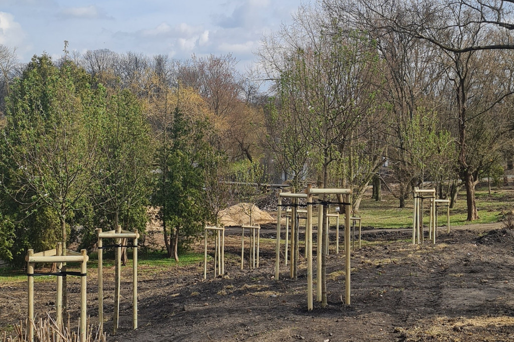 Nowe drzewa w Parku Sienkieiwcza