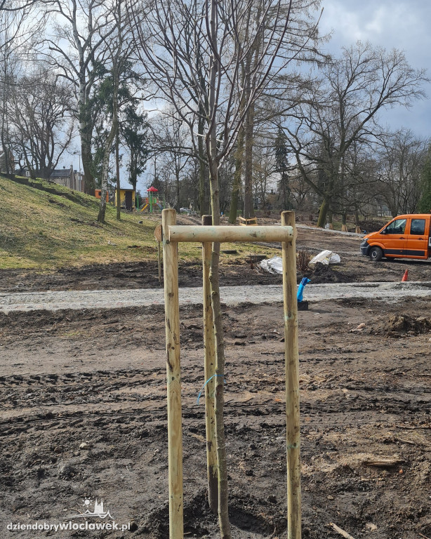 Nowe drzewa w Parku Sienkieiwcza
