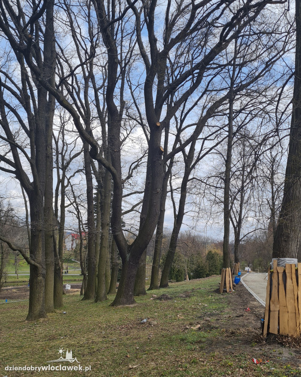 Nowe drzewa w Parku Sienkieiwcza