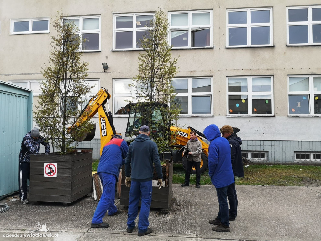 Przy SP 20 posadzili drzewa
