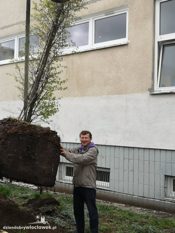 Przy SP 20 posadzili drzewa