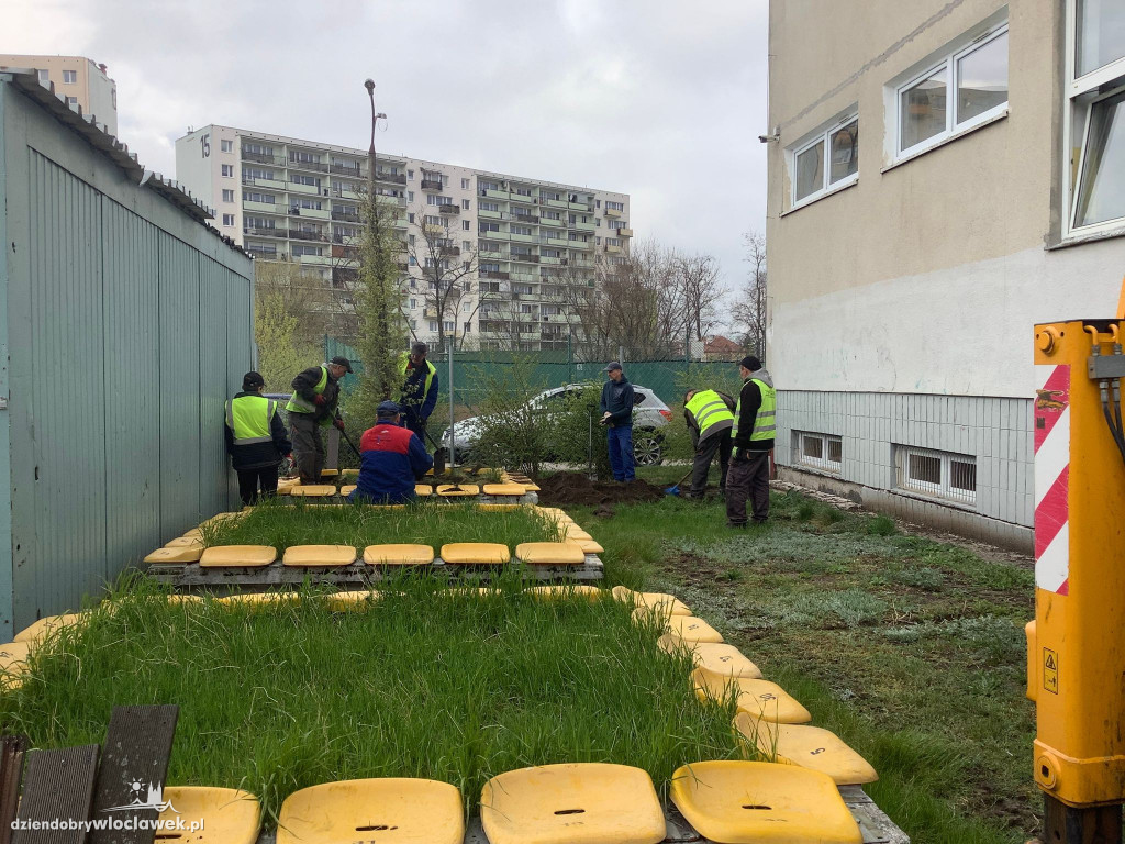 Przy SP 20 posadzili drzewa