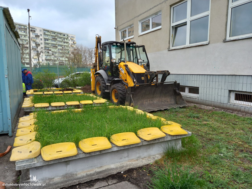 Przy SP 20 posadzili drzewa