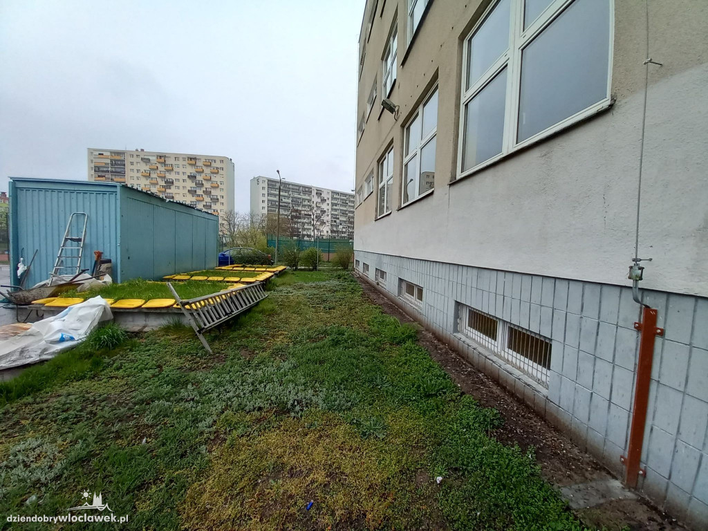 Przy SP 20 posadzili drzewa