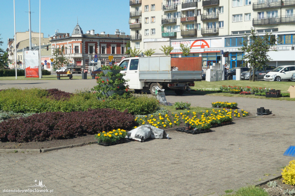Nasadzenia kwiatowe na Placu Wolności