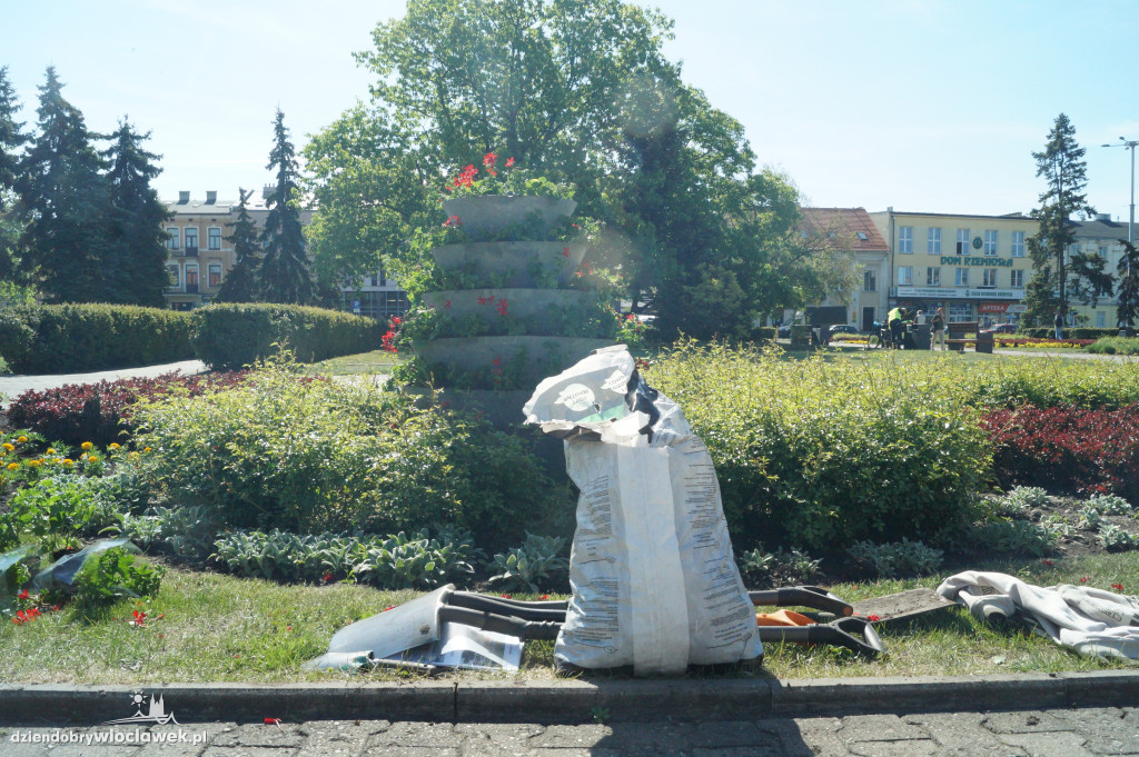 Nasadzenia kwiatowe na Placu Wolności