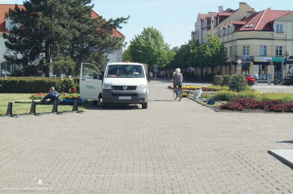 Nasadzenia kwiatowe na Placu Wolności