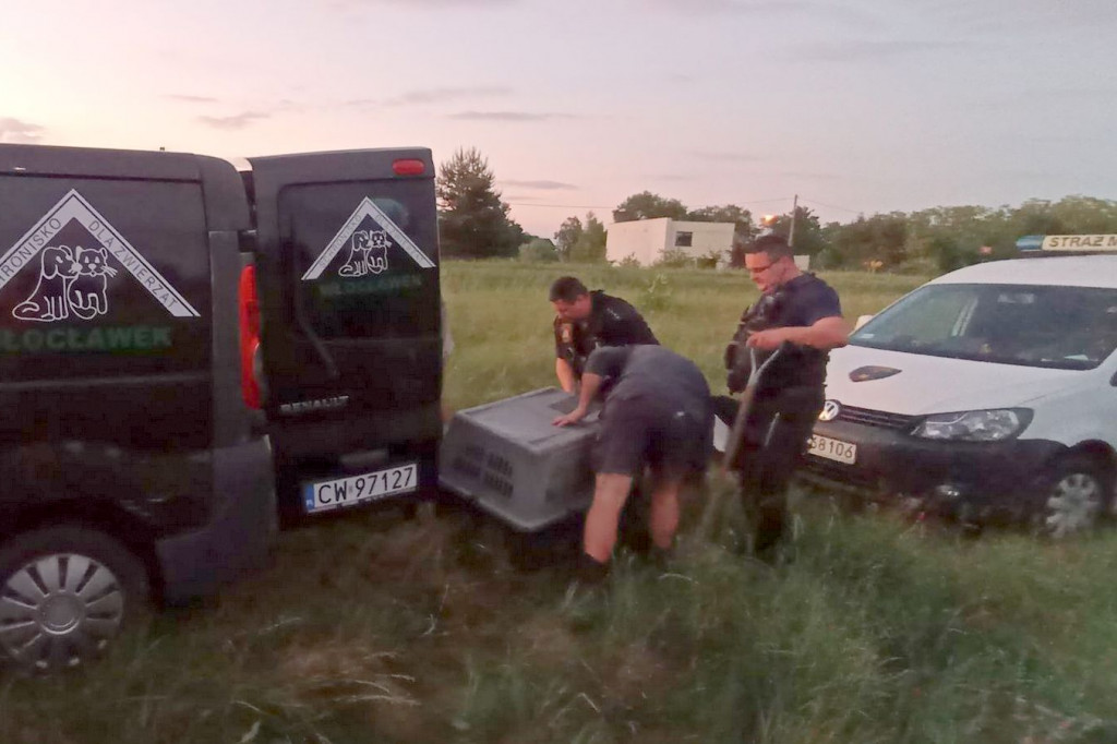 Z lisiej nory do adopcji. Tak ratowano szczeniaki