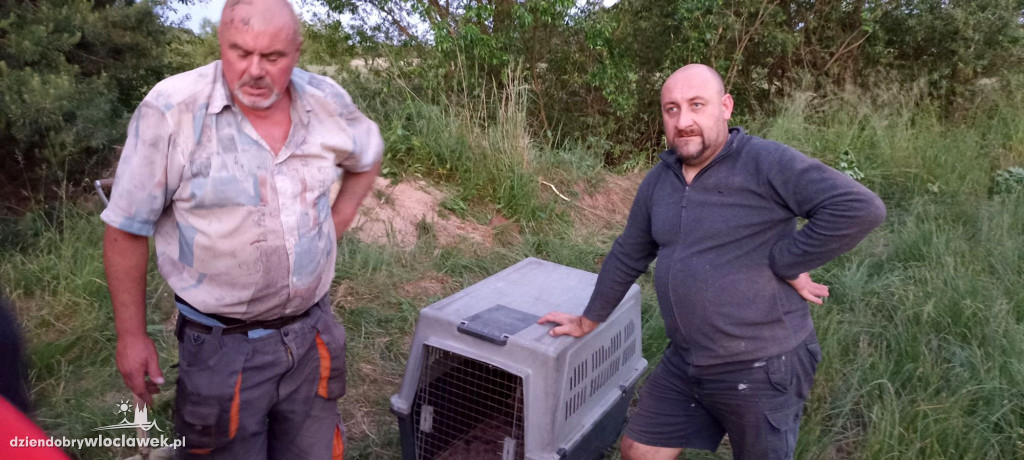 Z lisiej nory do adopcji. Tak ratowano szczeniaki