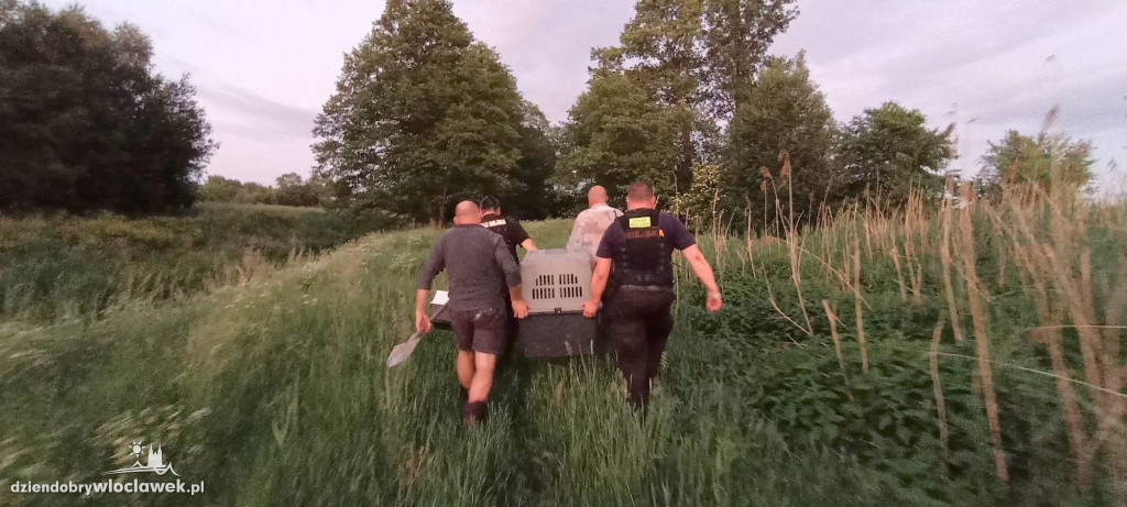 Z lisiej nory do adopcji. Tak ratowano szczeniaki
